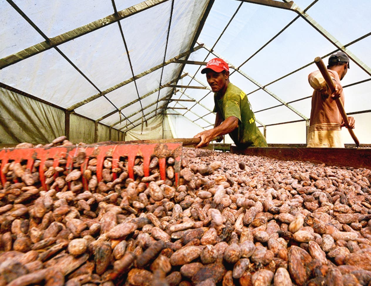 El cacao se ha convertido en uno de los productos con mayor crecimiento de exportaciÃ³n.