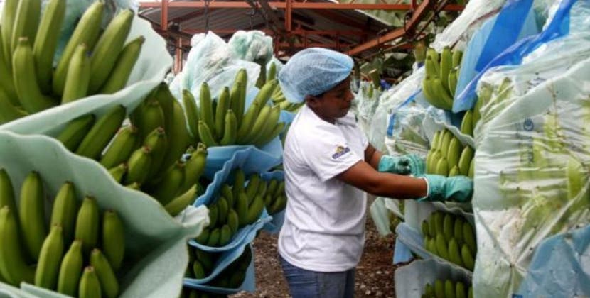 Trabajadoras laboran en el empaque de bananos.