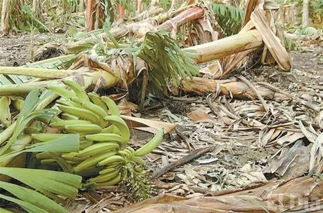 http://eldia.com.do/image/article/11/460×390/0/C1642D90-1093-4C97-83B2-4ED502F8C3D4.jpeg