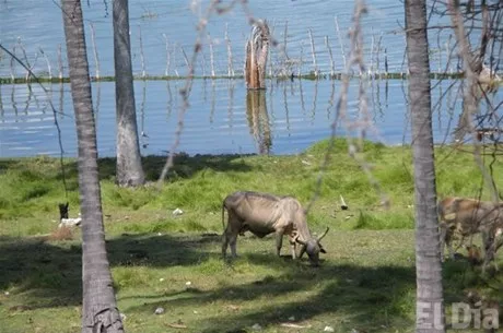 http://eldia.com.do/image/article/15/460×390/0/BB99BCC5-29FD-45FA-AD2A-D73DCCE7DF23.jpeg