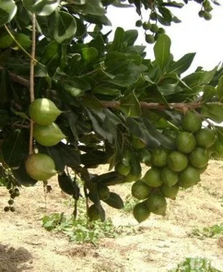 http://eldia.com.do/image/article/19/460×390/0/1DB139A5-45A5-427A-BA85-CC3DA501AADA.jpeg