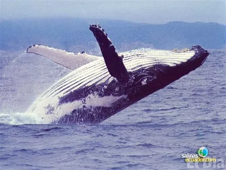 http://eldia.com.do/image/article/22/460×390/0/E01216CC-D567-40FD-845E-280E800B2246.jpeg