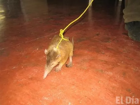 http://eldia.com.do/image/article/26/460×390/0/55D8E7B5-D1EC-4AE7-843A-0D77773B26EF.jpeg
