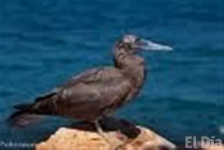 http://eldia.com.do/image/article/29/460×390/0/762984A3-462B-4A44-AED5-834FF1919AB6.jpeg