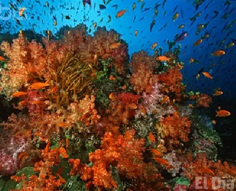 http://eldia.com.do/image/article/27/460×390/0/E52F9F95-BA42-433C-97C6-8F8A163E0325.jpeg