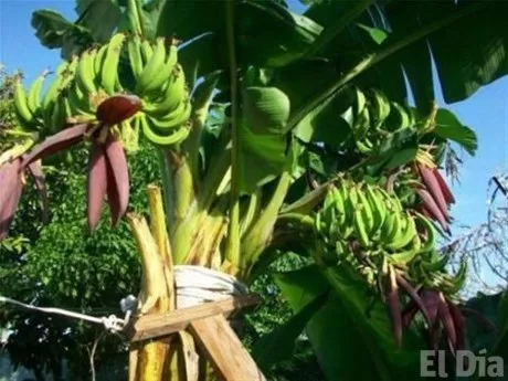 http://eldia.com.do/image/article/32/460×390/0/4DDDC1AA-1B8C-44C3-B090-30AAB7ED1C94.jpeg