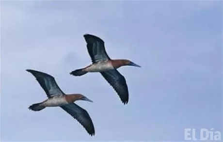 http://eldia.com.do/image/article/40/460×390/0/8B1EF14F-EC93-4ADE-BDA1-084A7B1ABBE4.jpeg