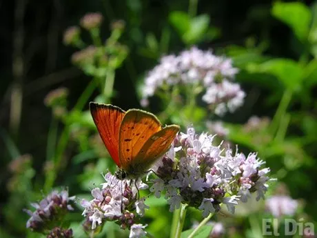 http://eldia.com.do/image/article/56/460×390/0/5C4F671B-F22D-43D6-98A3-00DC082566DF.jpeg http://eldia.com.do/image/article/56/460×390/0/5C4F671B-F22D-43D6-98A3-00DC082566DF.jpeg