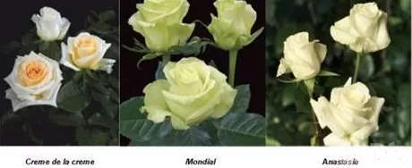 http://eldia.com.do/image/article/66/460×390/0/6D499BC3-1579-46E6-8FF1-65A92049CC44.jpeg