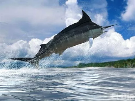 http://eldia.com.do/image/article/65/460×390/0/A87E7D3A-9BF6-4F0B-A0D1-EA3BAE8D3C54.jpeg