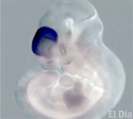 http://eldia.com.do/image/article/80/460×390/0/0D5E634E-901B-4167-B18B-CEA0738994A7.jpeg