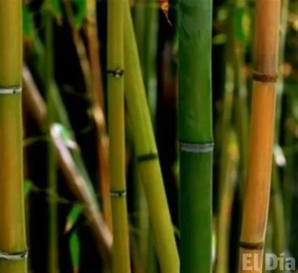 http://eldia.com.do/image/article/88/460×390/0/F0C37247-980C-492B-A937-3CCA986F8588.jpeg