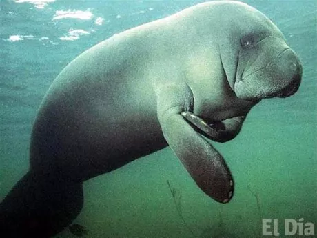 http://eldia.com.do/image/article/105/460×390/0/7CF23FE8-736C-49D8-865B-87D9E234A36D.jpeg http://eldia.com.do/image/article/105/460×390/0/7CF23FE8-736C-49D8-865B-87D9E234A36D.jpeg