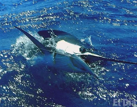 http://eldia.com.do/image/article/106/460×390/0/86FEF0EA-13F9-4022-89A6-CFC5CB0388CA.jpeg