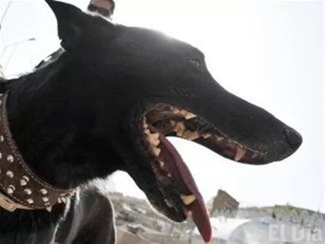 http://eldia.com.do/image/article/104/460×390/0/FF34DDC9-2F4A-43E8-B58D-22F722C7A858.jpeg