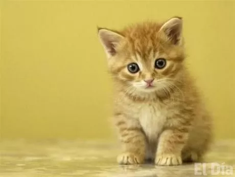 http://eldia.com.do/image/article/112/460×390/0/B37AF049-CF1A-4F20-89AE-B186A648A309.jpeg