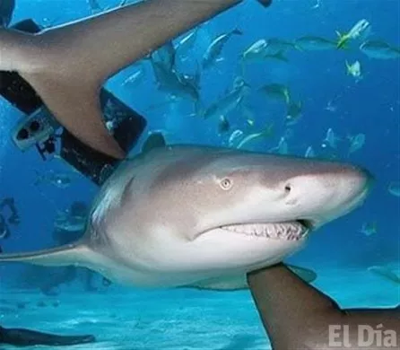 http://eldia.com.do/image/article/116/460×390/0/E918556A-1DB1-4A34-9138-CFA08066048F.jpeg