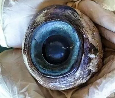 http://eldia.com.do/image/article/120/460×390/0/0EB9302E-C9C6-43F1-A2D3-48CAA1E6149C.jpeg