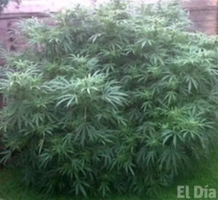 http://eldia.com.do/image/article/119/460×390/0/77B0F78A-FD6A-4DD6-AB5E-FE3E11A15E08.jpeg