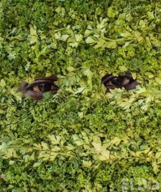 http://eldia.com.do/image/article/119/460×390/0/9F32FA43-9E94-4B36-97D7-694A7EC99A4C.jpeg