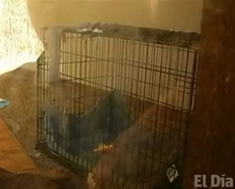 http://eldia.com.do/image/article/124/460×390/0/4A1C6821-7F00-4A26-970D-C738262B396F.jpeg