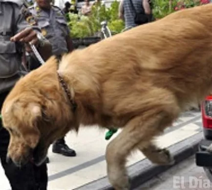 http://eldia.com.do/image/article/122/460×390/0/B7E5B31E-2D54-41C5-8828-E1F7C4DCD545.jpeg