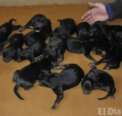 http://eldia.com.do/image/article/125/460×390/0/14D13B16-B085-49CF-9CDC-C672E430BF5E.jpeg