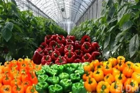 http://eldia.com.do/image/article/127/460×390/0/6853EC41-098A-44F2-B820-ADBF612BC5DB.jpeg
