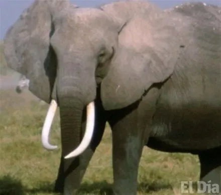 http://eldia.com.do/image/article/127/460×390/0/B3F113A8-C2FF-4527-B88D-0D9A11DBF3A8.jpeg
