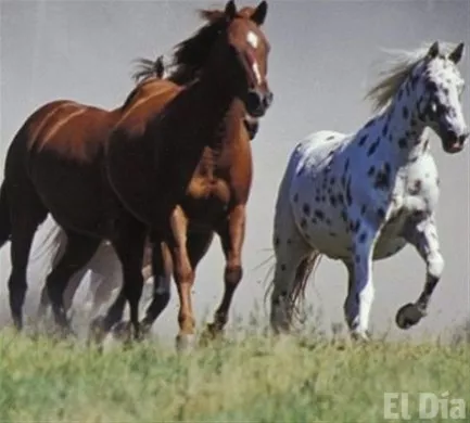 http://eldia.com.do/image/article/132/460×390/0/48F5EB56-4A2F-4933-805F-1ECF124D87CB.jpeg