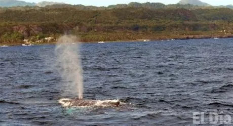 http://eldia.com.do/image/article/131/460×390/0/5F28450D-FD86-4DD6-A350-BF1261CACF59.jpeg