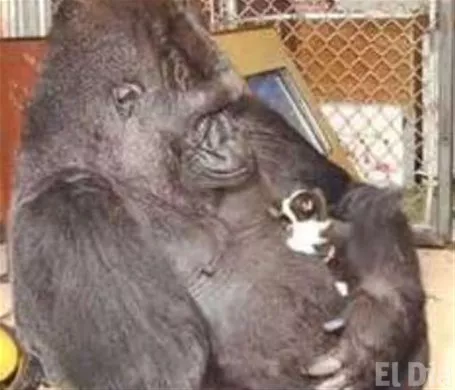 http://eldia.com.do/image/article/136/460×390/0/112AD16A-A347-462D-AAA3-31C0CB8D5DA0.jpeg