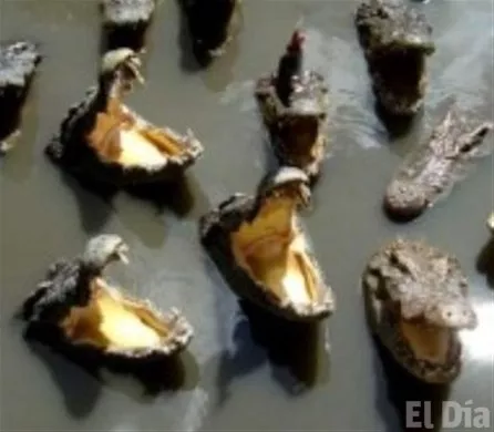 http://eldia.com.do/image/article/133/460×390/0/675E7034-C6B5-436B-96A8-5966CD312EAD.jpeg