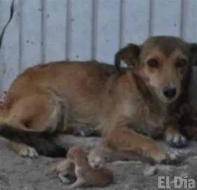 http://eldia.com.do/image/article/142/460×390/0/894F8706-6706-49DC-A0C4-DF319AD4D589.jpeg