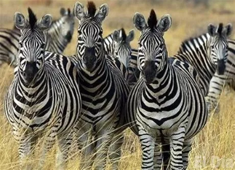 http://eldia.com.do/image/article/140/460×390/0/8C4918C1-76B6-4E10-AE3B-2694FB2A49AD.jpeg