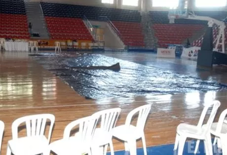http://eldia.com.do/image/article/145/460×390/0/C00C3697-F217-42B9-B21B-69CB59175A2D.jpeg