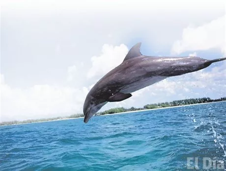 http://eldia.com.do/image/article/147/460×390/0/1F75A7EC-2AB9-4CD4-939A-C9DFEAA77ABA.jpeg