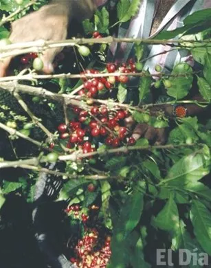 http://eldia.com.do/image/article/149/460×390/0/85DD5532-AA71-4CE3-903D-67DC1C02B392.jpeg