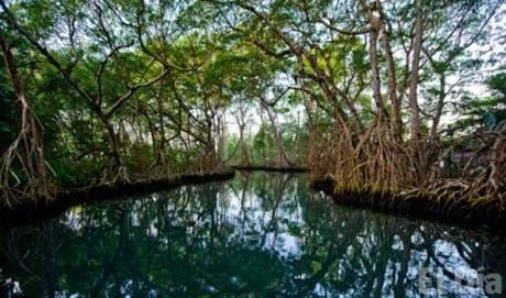 Los manglares, plantas que mitigan ciclones