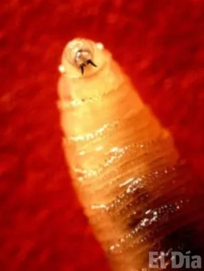 http://eldia.com.do/image/article/155/460×390/0/0F2D45C9-7514-4CF8-800E-D2EC0C5FC5D4.jpeg