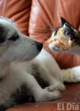 http://eldia.com.do/image/article/156/460×390/0/5F6A11E3-219D-4435-9A4D-8C0D60F806E6.jpeg