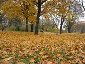 A propósito del Equinoccio de Otoño, conoce cómo lo celebran algunos países