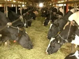 Ganaderos satisfacen 70% demanda leche