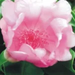 Pereskia Quiqueyana