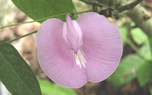 Clitoria Mariana, refleja el clítoris de la Virgen María.