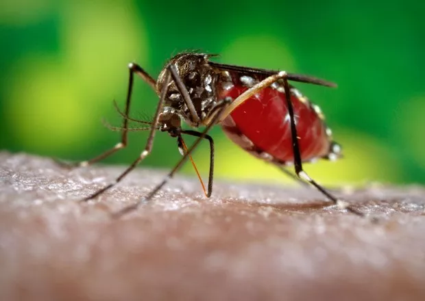 Mosquito de fiebre Chikungunya siempre ha estado en RD