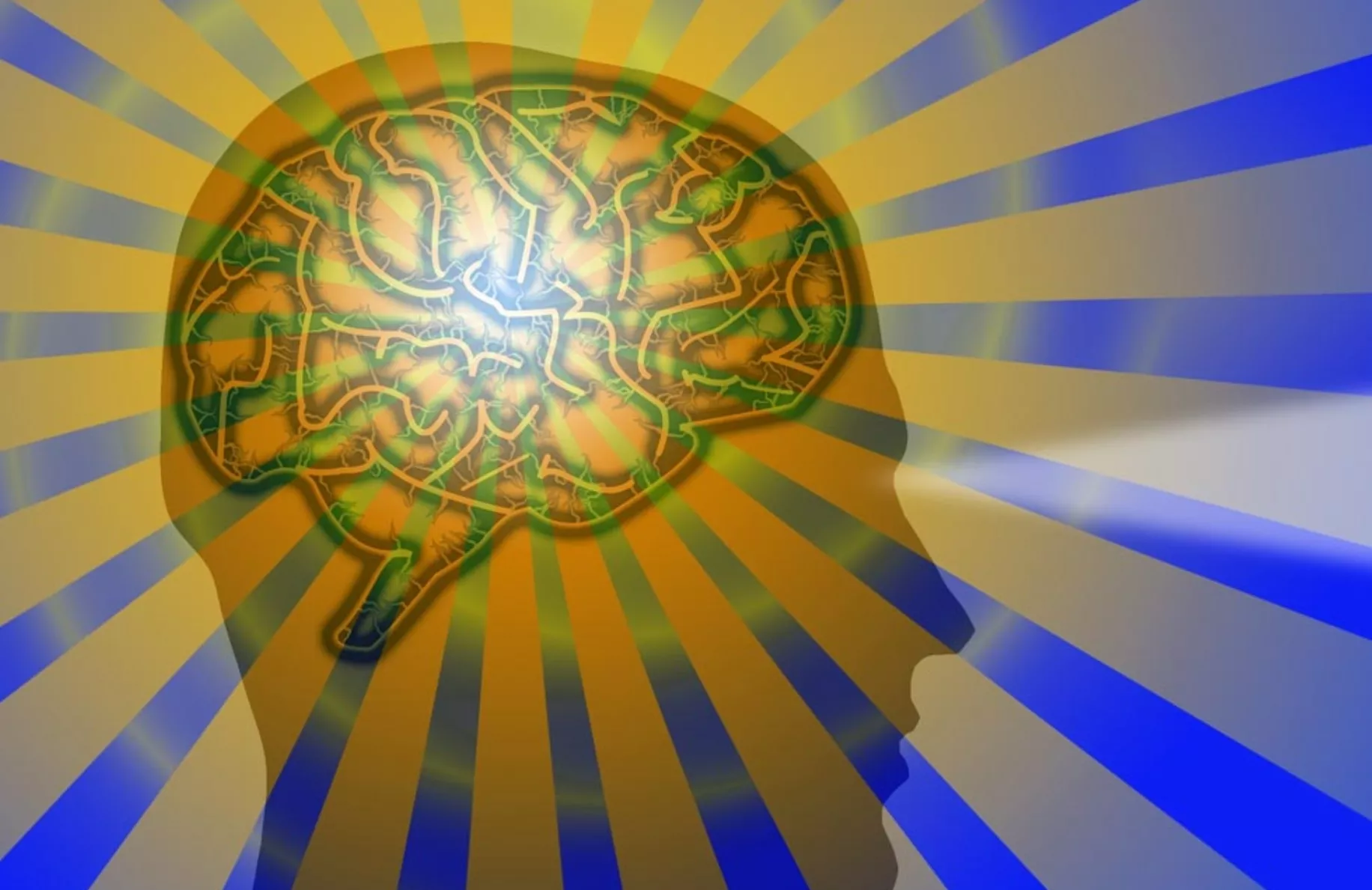 Cerebro Cerebro