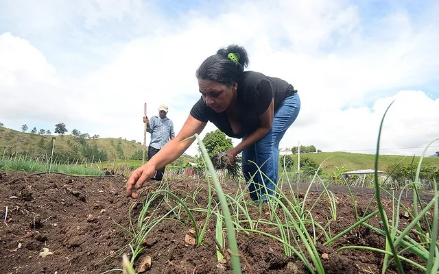 Productora de vegetales de Padre las Casas, Azua