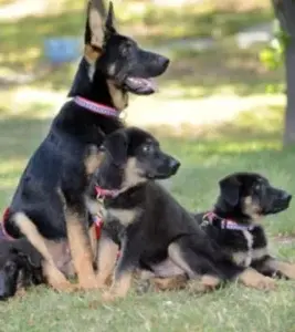 Sentencian a un puertorriqueño a 7 años de cárcel por criar perros para cientos de peleas