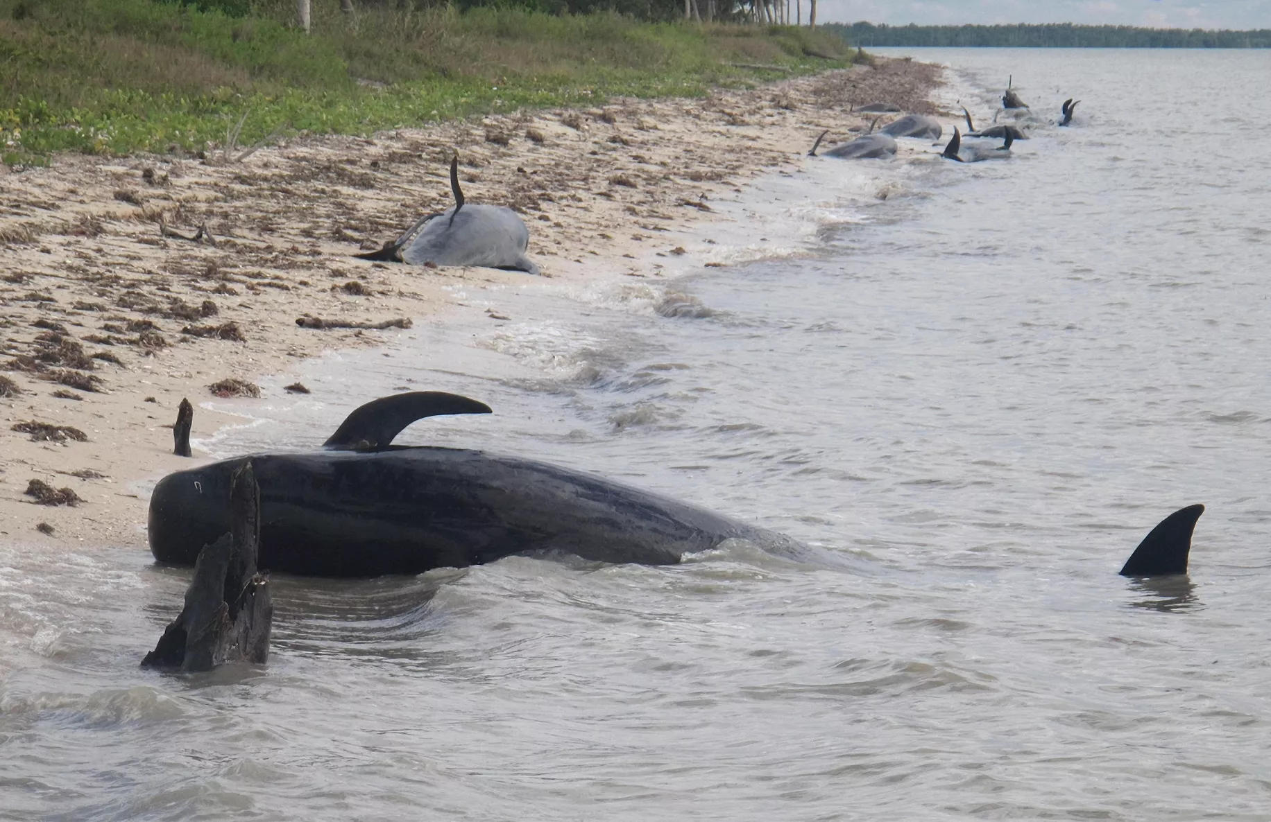 FLORIDA-BALLENAS VARADAS